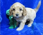 Puppy 4 Cavapoo