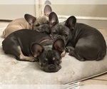 Small Photo #19 French Bulldog Puppy For Sale in FITCHBURG, WI, USA