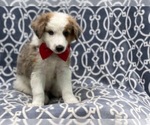 Small Photo #7 Australian Shepherd Puppy For Sale in LAKELAND, FL, USA