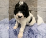 Small Photo #6 Poodle (Standard) Puppy For Sale in RICHMOND, IL, USA