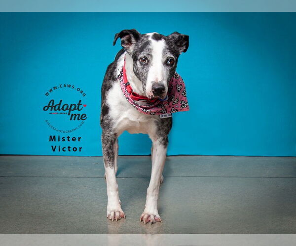 Medium Photo #13 Catahoula Leopard Dog-Pointer Mix Puppy For Sale in Salt Lake City, UT, USA