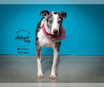 Small #12 Catahoula Leopard Dog-Pointer Mix