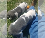 Small Photo #9 Olde English Bulldogge Puppy For Sale in CASCADE, MT, USA