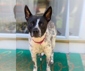 Spotty - Male Mutt Dog for Adoption - Photo #17