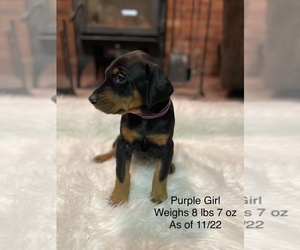 Doberman Pinscher Puppy for Sale in FREMONT, Indiana USA