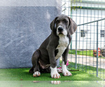 Small Photo #13 Great Dane Puppy For Sale in WAKARUSA, IN, USA