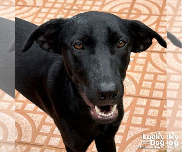 Medium Photo #2 Labrador Retriever-Unknown Mix Puppy For Sale in Washington, DC, USA
