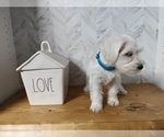 Small #2 Schnauzer (Miniature)