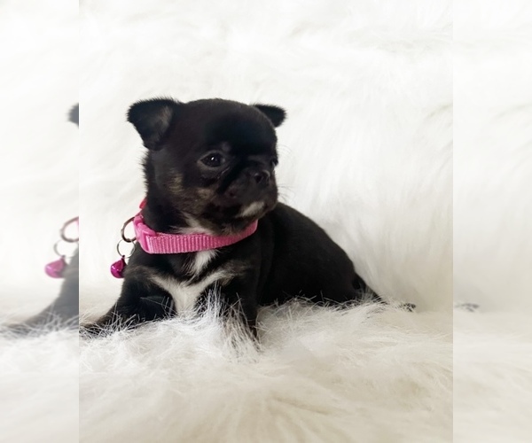 Medium Photo #11 Chihuahua Puppy For Sale in SACRAMENTO, CA, USA