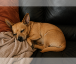 Small #2 Chiweenie