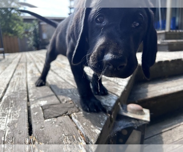 Medium Photo #4 German Shorthaired Lab Puppy For Sale in TACOMA, WA, USA