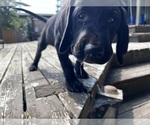Small Photo #4 German Shorthaired Lab Puppy For Sale in TACOMA, WA, USA