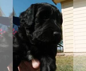 Labradoodle Puppy for sale in PLEASANTON, TX, USA