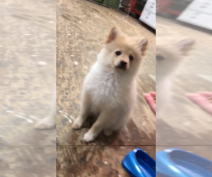 Pomeranian Puppy for sale in INDIANA, PA, USA