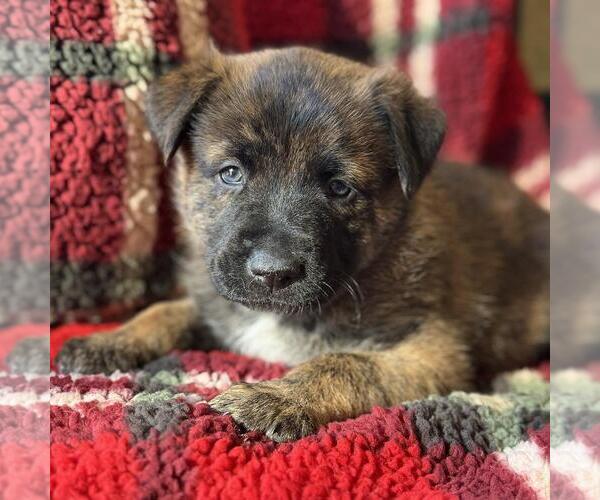 Medium Photo #1 Golden Labrador Puppy For Sale in San Diego, CA, USA