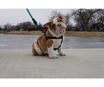 Small Photo #2 English Bulldog Puppy For Sale in HOBART, IN, USA