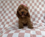 Small #6 Cavapoo (Miniature)