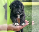 Small #3 Australian Shepherd-Bernedoodle Mix