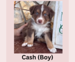Puppy Cash Australian Shepherd
