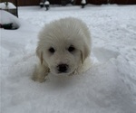 Puppy Aspen Great Pyrenees