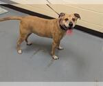 Small Labrador Retriever Mix