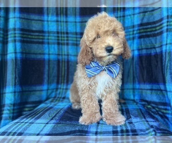 Medium Photo #7 Cock-A-Poo Puppy For Sale in LAKELAND, FL, USA