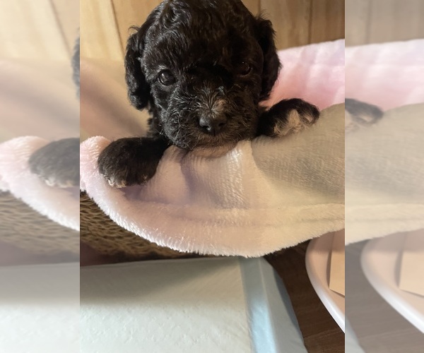 Medium Photo #3 Cavapoo Puppy For Sale in LAFAYETTE, TN, USA