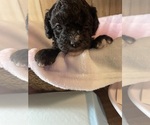 Small #2 Cavapoo