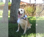 Small #7 Labrador Retriever Mix
