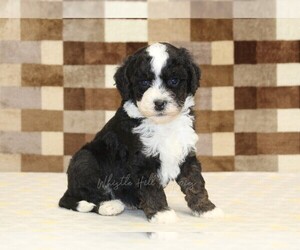 Bernedoodle (Miniature)-Cavapoo (Miniature) Mix Puppy for sale in DENVER, PA, USA