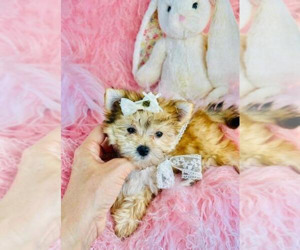 Medium Photo #11 Morkie Puppy For Sale in BOSTON, MA, USA