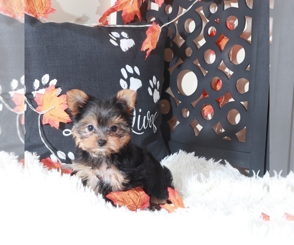 Medium Photo #4 Yorkshire Terrier Puppy For Sale in MOUNT VERNON, OH, USA