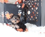 Small #3 Yorkshire Terrier