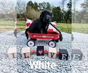 Aussiedoodle Puppy for sale in ANDERSONVILLE, TN, USA