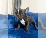 Small Photo #14 French Bulldog Puppy For Sale in TULSA, OK, USA