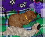 Small Photo #14 Poodle (Standard) Puppy For Sale in CLATSKANIE, OR, USA