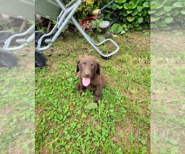 Medium Photo #3 Labrador Retriever Puppy For Sale in LEBANON, VA, USA