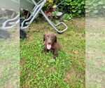 Puppy Chocolate boy Labrador Retriever