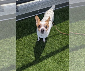 Rocky - Male Jack Chi Dog for Adoption - Photo #7