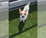 Small Photo #7 Jack Chi Puppy For Sale in San Francisco, CA, USA