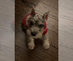 Schnauzer (Miniature) Puppy for sale in INDIANAPOLIS, IN, USA