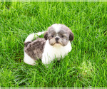 Small #6 Shih Tzu