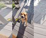 Small #2 Black Mouth Cur Mix