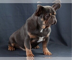 Father of the French Bulldog puppies born on 04/06/2022