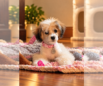 Gracie Lou - Female Shih-Poo Puppy for Sale - Small photo