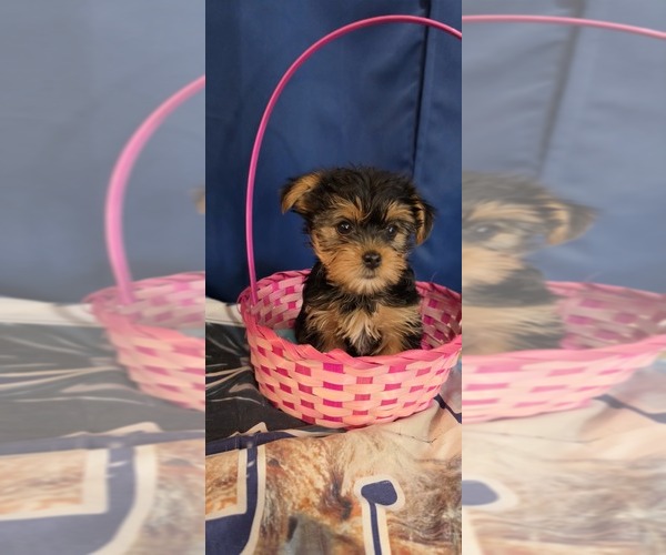 Medium Photo #7 Yorkshire Terrier Puppy For Sale in HUNTSVILLE, AL, USA