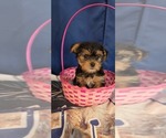 Small #6 Yorkshire Terrier