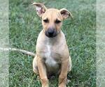 Small #1 Retriever  Mix