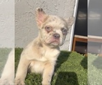 Small Photo #28 French Bulldog Puppy For Sale in RALEIGH, NC, USA