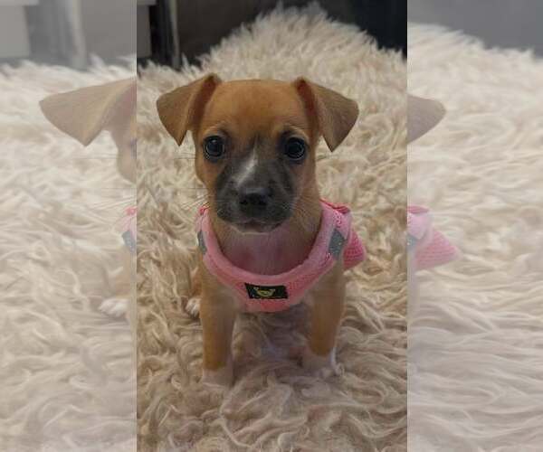 Medium Photo #1 Chihuahua-Unknown Mix Puppy For Sale in Plainfield, IL, USA